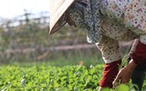 Nông dân Hà Nội phơi mình trong nắng lửa 
